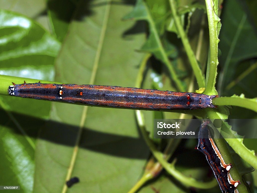 Caterpillar tropikalnych butterfly - Zbiór zdjęć royalty-free (Azja)