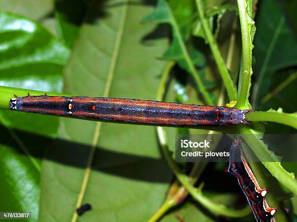 Foto de Caterpillar De Borboletas Tropicais e mais fotos de stock de Animal - Animal, Animal selvagem, Filipinas