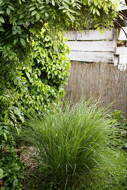 istock Garden nook with decoration plants 476135448