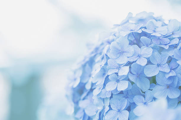 アジザイの花 - アジサイ ストックフォトと画像