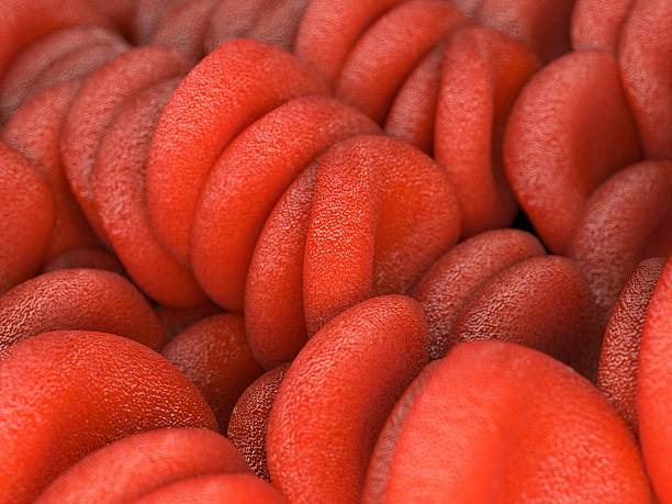 Red blood cells, illustration