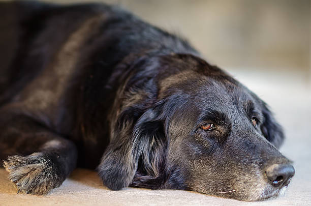 black dog laying down on the floor. stock photo