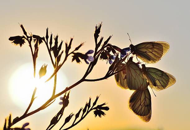 mariposas en flores silvestres - siluete fotografías e imágenes de stock