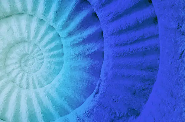 Color of ammonite prehistoric fossil, abstract background.