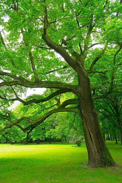 istock Trees in the Park - 36 Mpx 476140469
