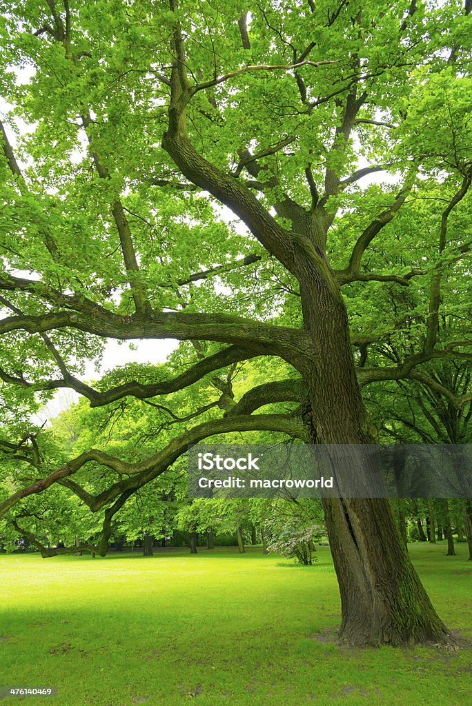 Trees in the Park - 36 Mpx Beauty In Nature Stock Photo