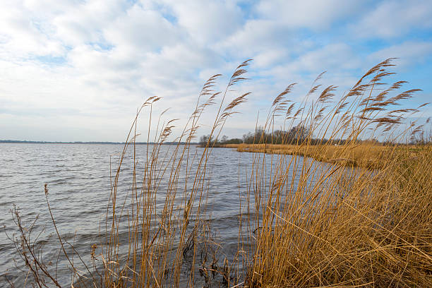 istock Reed bed along a lake in winter 476140703
