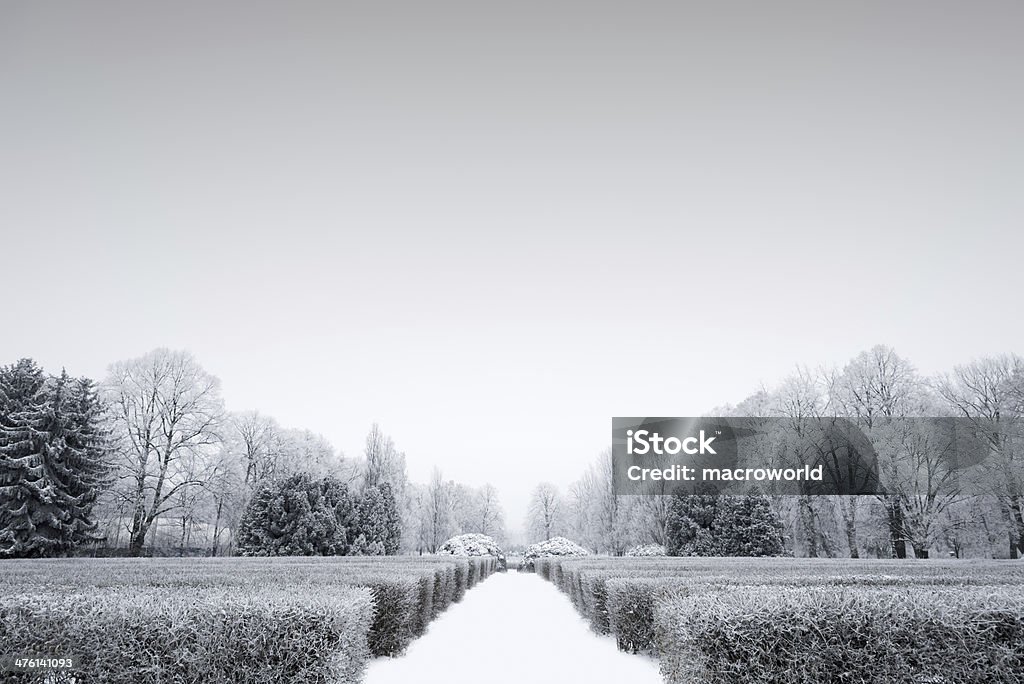 Winter Landscape - 36 Mpx Winter Landscape- 36 Mpx Hedge Stock Photo