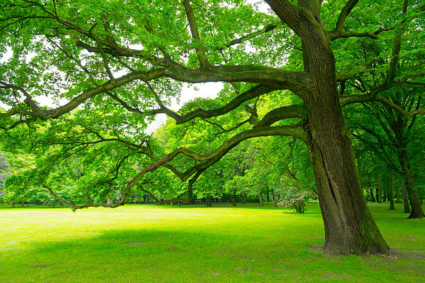istock Trees in the Park - 36 Mpx 476141357