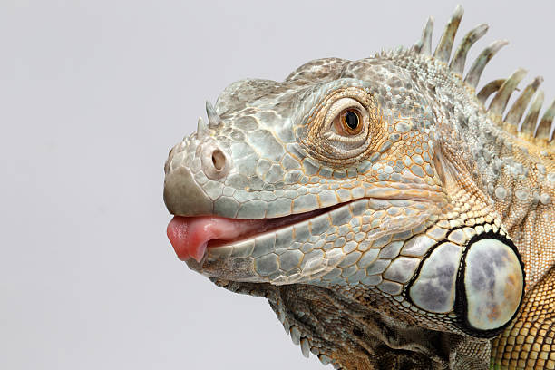 Closeup Green Iguana showing Tongue on White Background