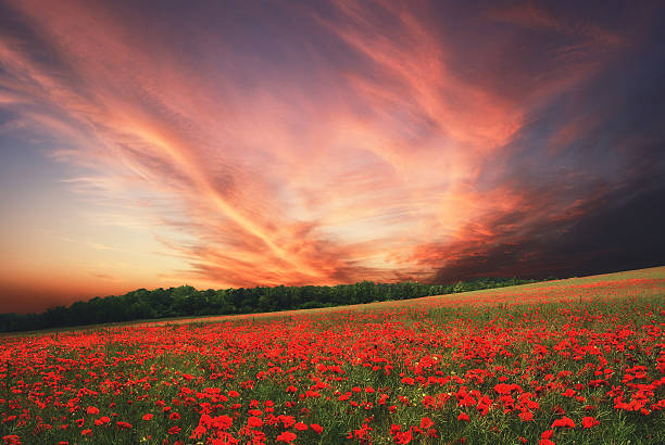 istock Poppy field at colorful sunset in Hungary 476144490