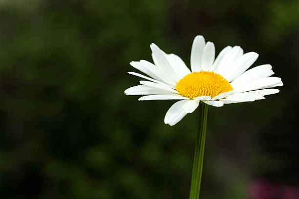 istock daisies in the garden 476145176