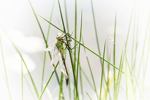 Dragonfly is an insect belonging to the order odonata, suborder anisoptera. Insect theme.