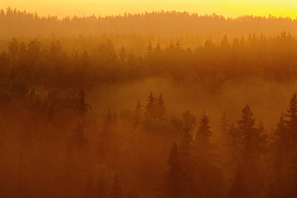 istock Sunrise in foggy forest 476145771