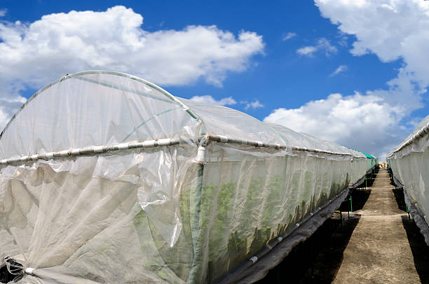 istock Closing system of Hydroponics Lettuce farm with blue sky 476146354