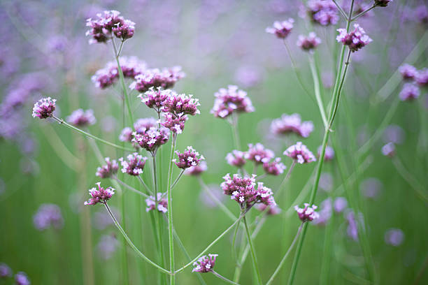 istock verbena flower background 476146650