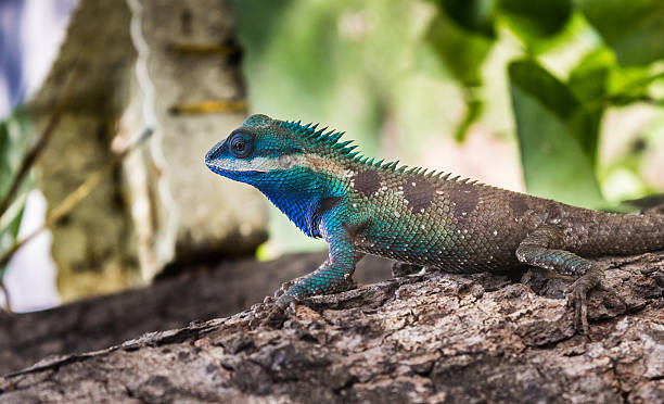 istock lizards colorful in thailand 476148003