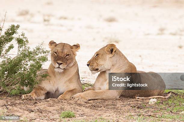 Two Female Lions Stock Photo - Download Image Now - Adult, Africa, Animal