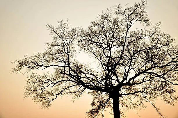 Photo of Silhouette of tree