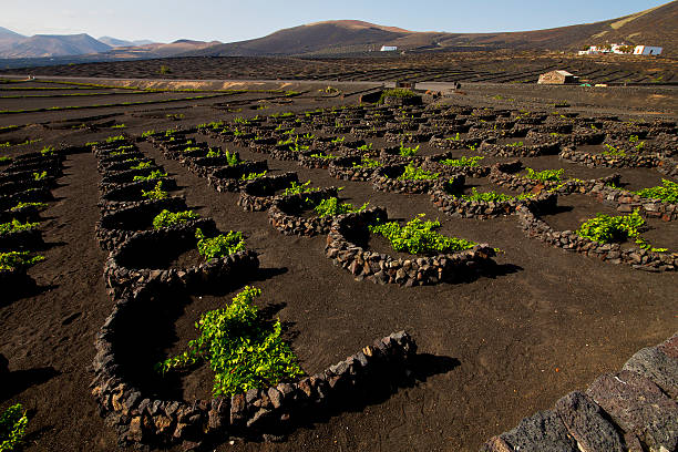 istock cultivation home viticulture  winery lanzarote vine screw grapes 476148613