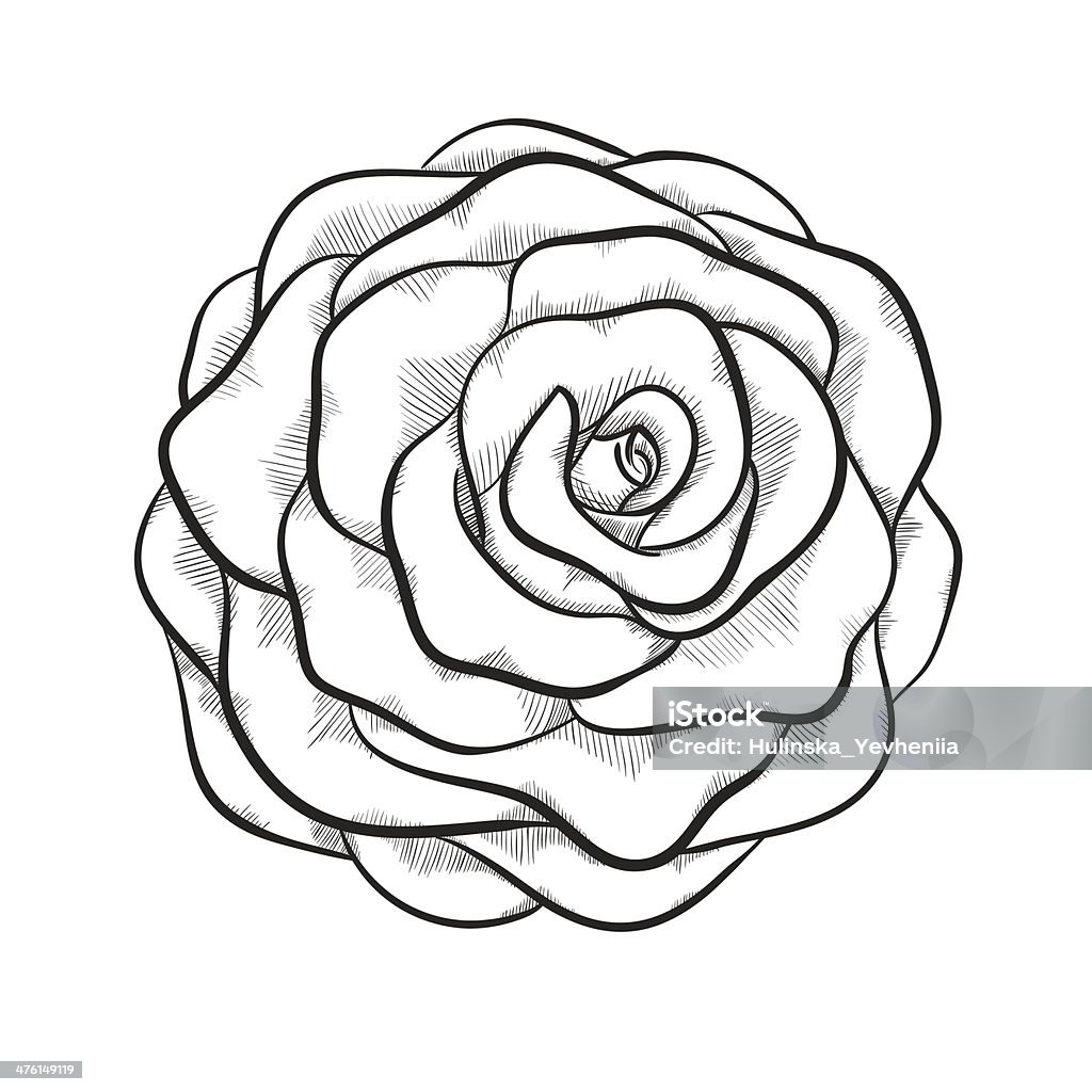 Hoa Hồng Đen Trắng Đơn Sắc Xinh Đẹp Bị Cô Lập Trên Nền Trắng Hình ...