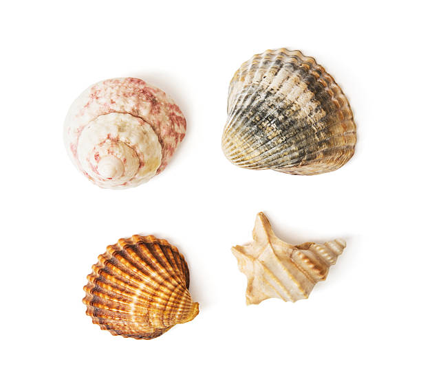 istock Mix of sea shells 476149150