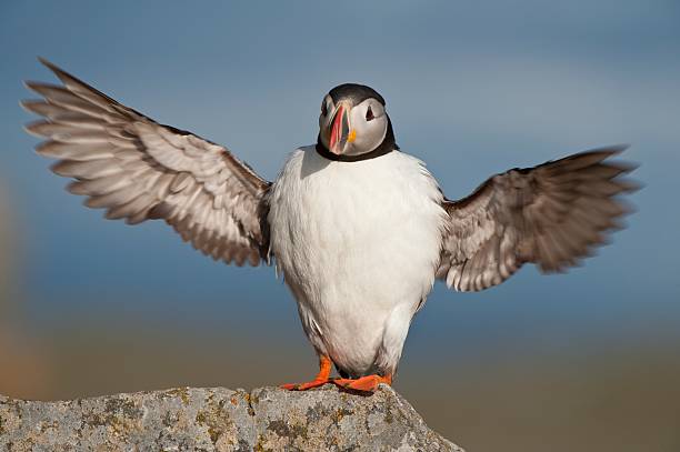 istock Atlantic Puffin stretched wingspan Runde island Norway 476150619