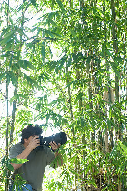 Male Photographer In Bamboo Forest