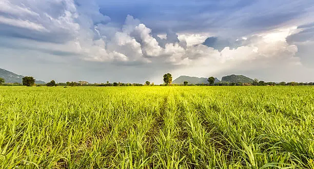Photo of Panorama : New Planted Sugar Cane farmland