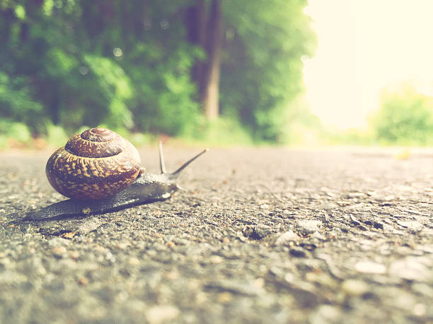 caracol de jardim é o caminho - snail environmental conservation garden snail mollusk - fotografias e filmes do acervo