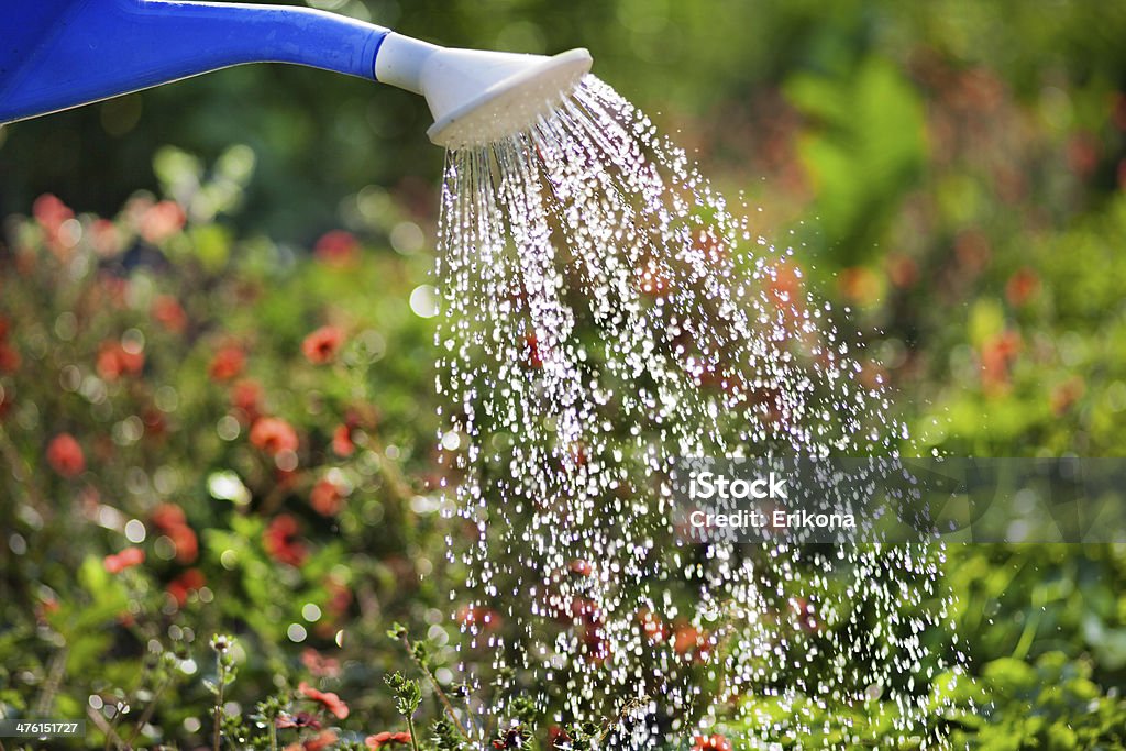 물 꽃을 - 로열티 프리 꽃-식물 스톡 사진