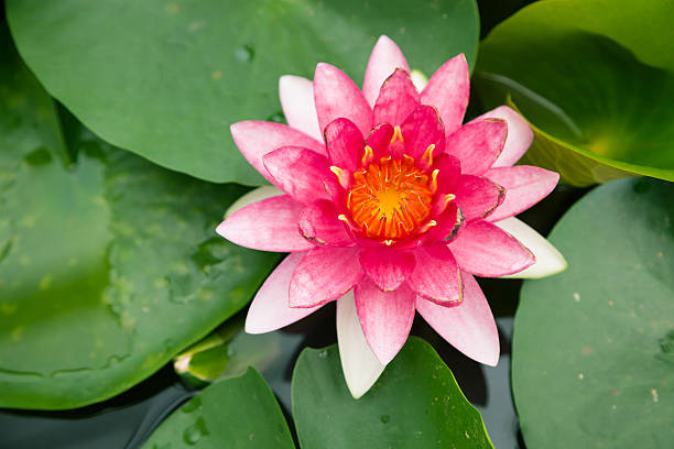 lírio de água-de-rosa - lotus root water lotus plant - fotografias e filmes do acervo