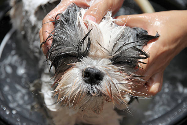 istock Face of dog While in the bath. 476152247