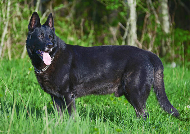 retrato de hermosa negro pastor alemán al aire libre. - german sheppard fotografías e imágenes de stock