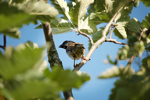 istock Tree Sparrow on branch a sunny summer day 476152694