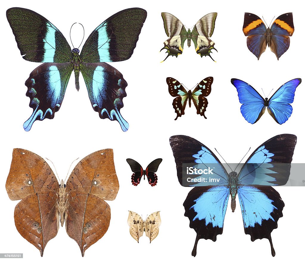 グループのトロピカルな蝶にホワイト - チョウのロイヤリティフリーストックフォト