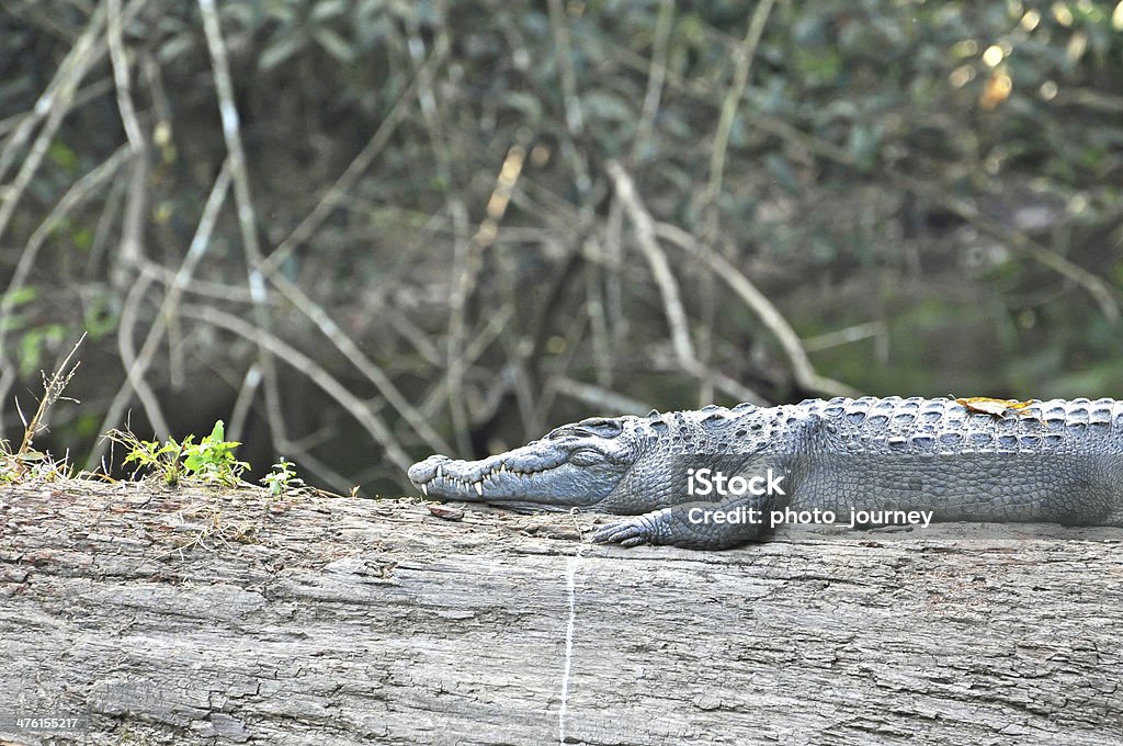 Crocodilos no Parque Nacional de Khao Yai - Foto de stock de Agressão royalty-free