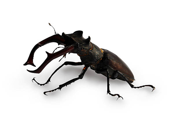 istock stag beetle isolatet on white background 476156508