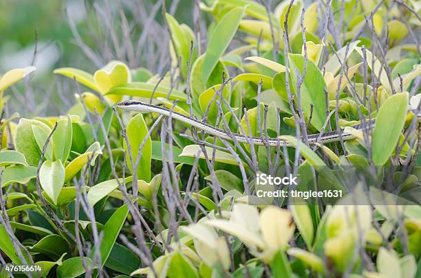 Young Snake On Branch Stock Photo - Download Image Now - 2015, Animal, Animal Body Part