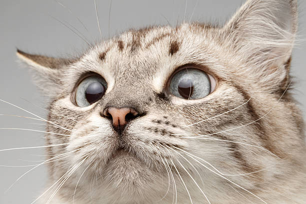 istock Closeup Cat with Round Eyes Curiosity Looking on His Nose 476157122