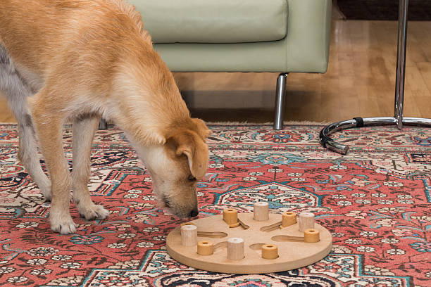 istock brown dog looks at dog puzzle 476157786