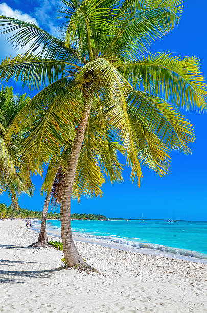 istock Exotic Caribbean beach with white sand 476158368
