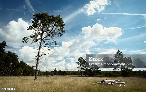 Drzewa Dzienniki - zdjęcia stockowe i więcej obrazów Bez ludzi - Bez ludzi, Chmura, Cumulus