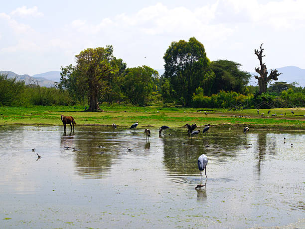 Marabu on Ziwai Birds and horse in puddle near Lake Ziway, which is located some 100 km south from Addis Ababa in Ethiopia. It is known for fish, birds and Hypos. marabu stork stock pictures, royalty-free photos & images
