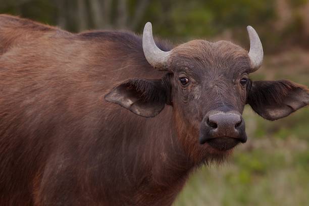 istock Water Buffalo in African plains 476159449