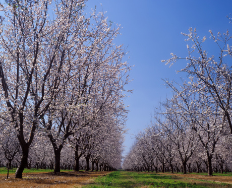Almond Orchard en flor LeGrand condado de Merced de California photo