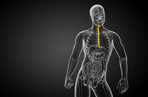 3d rendered illustration of the esophagus - side view