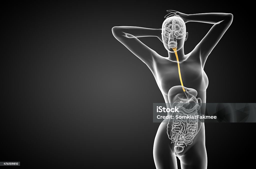 3d rendered illustration of the esophagus 3d rendered illustration of the esophagus - side view 2015 Stock Photo