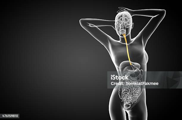 3d Rendered Illustration Of The Esophagus Stock Photo - Download Image Now - 2015, Abdomen, Anatomy