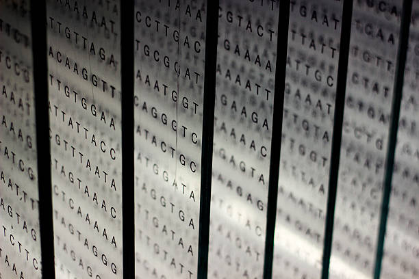 printout of DNA nucleotide sequence on glass stock photo